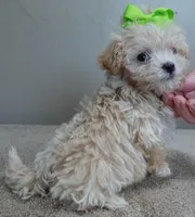 TEACUP Kyro 20 ounces, a male Maltipoo for sale in Colcord, OK – Photo 5 of 10