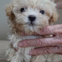 TEACUP Kyro 1 lb 12 ozs, a male Maltipoo for sale in Colcord, OK – Photo 5 of 10