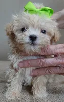 TEACUP Kyro 20 ounces, a male Maltipoo for sale in Colcord, OK – Photo 4 of 10