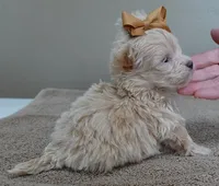 TEACUP Kyro 18 ounces, a male Maltipoo for sale in Colcord, OK – Photo 2 of 10