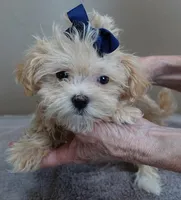 TEACUP Kyro 1 lb 15 ozs special needs, a male Maltipoo for sale in Colcord, OK – Photo 2 of 9
