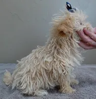 TEACUP Kyro 1 lb 15 ozs special needs, a male Maltipoo for sale in Colcord, OK – Photo 6 of 9