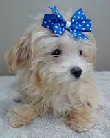 TEACUP Kyro  special needs , a male Maltipoo for sale in Colcord, OK – Photo 5 of 10