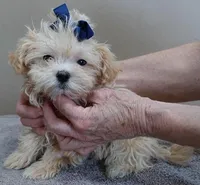 TEACUP Kyro 1 lb 15 ozs special needs, a male Maltipoo for sale in Colcord, OK – Photo 8 of 9