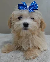 TEACUP Kyro  special needs , a male Maltipoo for sale in Colcord, OK – Photo 9 of 10