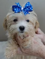 TEACUP Kyro  special needs , a male Maltipoo for sale in Colcord, OK – Photo 4 of 10