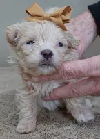 TEACUP Kyro 18 ounces, a male Maltipoo for sale in Colcord, OK – Photo 1 of 10