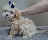 TEACUP Kyro 1 lb 15 ozs special needs, a male Maltipoo for sale in Colcord, OK – Photo 5 of 9
