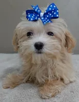 TEACUP Kyro  special needs , a male Maltipoo for sale in Colcord, OK – Photo 6 of 10