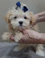TEACUP Kyro 1 lb 15 ozs special needs, a male Maltipoo for sale in Colcord, OK – Photo 4 of 9