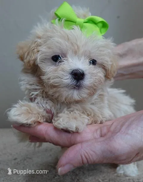 TEACUP Kyro 18 ounces