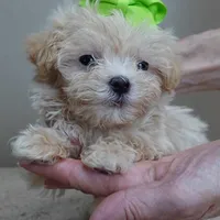TEACUP Kyro 1 lb 12 ozs, a male Maltipoo for sale in Colcord, OK – Photo 4 of 10