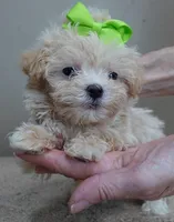 TEACUP Kyro 20 ounces, a male Maltipoo for sale in Colcord, OK – Photo 1 of 10