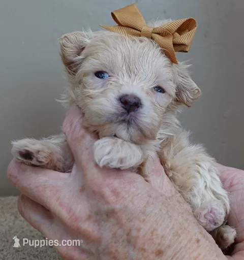 TEACUP Kyro 13 ounces