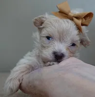 TEACUP Kyro 18 ounces, a male Maltipoo for sale in Colcord, OK – Photo 8 of 10