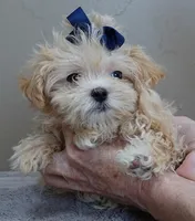 TEACUP Kyro 1 lb 15 ozs special needs, a male Maltipoo for sale in Colcord, OK – Photo 7 of 9