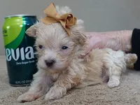 TEACUP Kyro 18 ounces, a male Maltipoo for sale in Colcord, OK – Photo 4 of 10