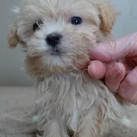 TEACUP Kyro 1 lb 12 ozs, a male Maltipoo for sale in Colcord, OK – Photo 8 of 10