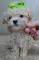 TEACUP Kyro 20 ounces, a male Maltipoo for sale in Colcord, OK – Photo 8 of 10