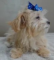 TEACUP Kyro  special needs , a male Maltipoo for sale in Colcord, OK – Photo 7 of 10