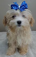 TEACUP Kyro  special needs , a male Maltipoo for sale in Colcord, OK – Photo 3 of 10