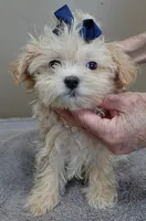 TEACUP Kyro 1 lb 15 ozs special needs, a male Maltipoo for sale in Colcord, OK – Photo 3 of 9
