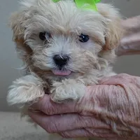 TEACUP Kyro 1 lb 12 ozs, a male Maltipoo for sale in Colcord, OK – Photo 3 of 10