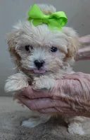 TEACUP Kyro 20 ounces, a male Maltipoo for sale in Colcord, OK – Photo 2 of 10