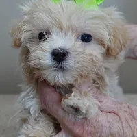 TEACUP Kyro 1 lb 12 ozs, a male Maltipoo for sale in Colcord, OK – Photo 6 of 10