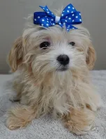 TEACUP Kyro  special needs , a male Maltipoo for sale in Colcord, OK – Photo 8 of 10