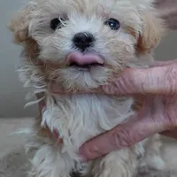 TEACUP Kyro 1 lb 12 ozs, a male Maltipoo for sale in Colcord, OK – Photo 7 of 10