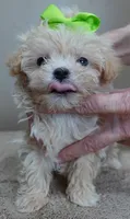 TEACUP Kyro 20 ounces, a male Maltipoo for sale in Colcord, OK – Photo 7 of 10