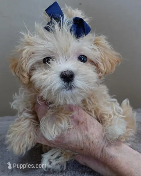 TEACUP Kyro 1 lb 12 ozs – Maltipoo puppy for sale in Colcord, OK