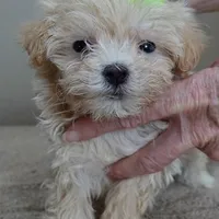 TEACUP Kyro 1 lb 12 ozs, a male Maltipoo for sale in Colcord, OK – Photo 9 of 10