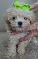 TEACUP Kyro 20 ounces, a male Maltipoo for sale in Colcord, OK – Photo 9 of 10