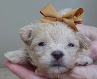 TEACUP Kyro 18 ounces, a male Maltipoo for sale in Colcord, OK – Photo 3 of 10