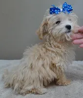 TEACUP Kyro  special needs , a male Maltipoo for sale in Colcord, OK – Photo 2 of 10