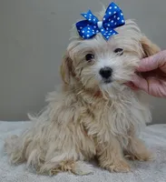 TEACUP Kyro  special needs , a male Maltipoo for sale in Colcord, OK – Photo 1 of 10