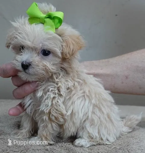 TEACUP Kyro 18 ounces