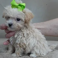 TEACUP Kyro 1 lb 12 ozs, a male Maltipoo for sale in Colcord, OK – Photo 1 of 10