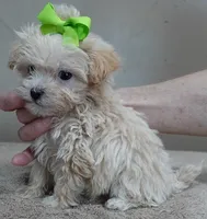 TEACUP Kyro 20 ounces, a male Maltipoo for sale in Colcord, OK – Photo 3 of 10