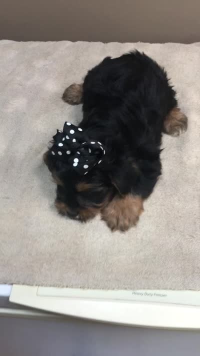 Peyton, a male Yorkshire Terrier for sale in Colcord, OK – 10 of 10