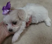TEACUP Kali, a female Maltipoo for sale in Colcord, OK – 6 of 9