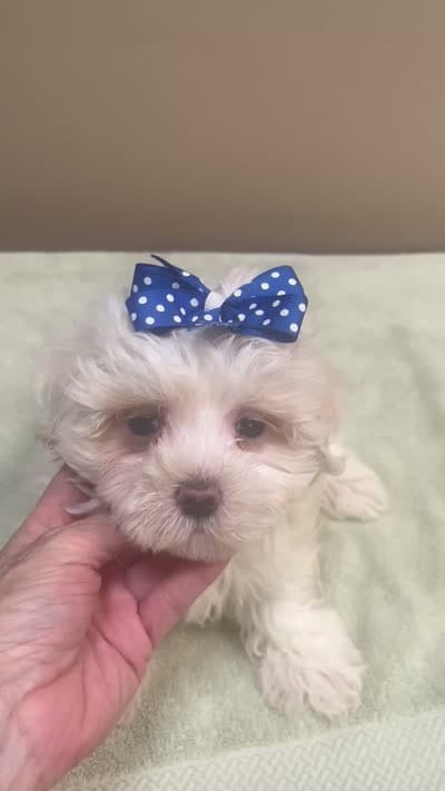 Bogie, a male Maltese for sale in Colcord, OK – 10 of 10