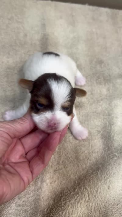Kiki, a female Yorkshire Terrier for sale in Colcord, OK – 1 of 1