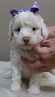 Lemon chiffon Effie LAST ONE, a female Poodle - Toy  for sale in Colcord, OK – 6 of 10
