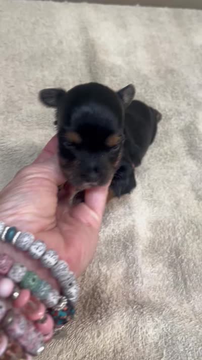 Ziti, a male Yorkshire Terrier for sale in Colcord, OK – 1 of 1