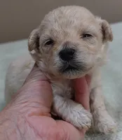 Biscuit, a male Maltipoo for sale in Colcord, OK – 5 of 10