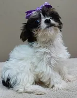 TEACUP Claire 1.2 lbs , a female Yorkshire Terrier for sale in Colcord, OK – 2 of 10