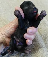 Tug, a male Maltipoo for sale in Colcord, OK – Photo 3 of 7